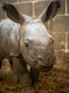 The Buffalo Zoo Welcomes A Baby Rhino